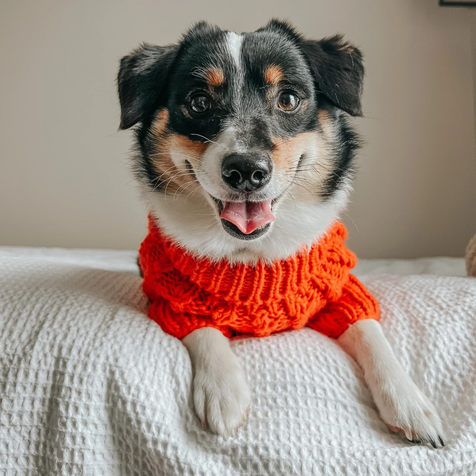 Pet Cable Knit Sweater - Orange - Image 2