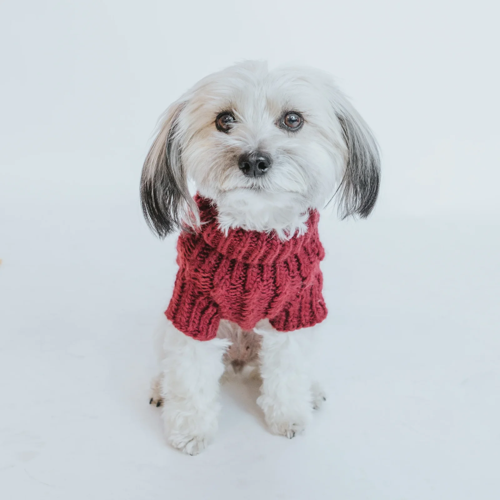 Pet Cable Knit Sweater - Red - Image 2