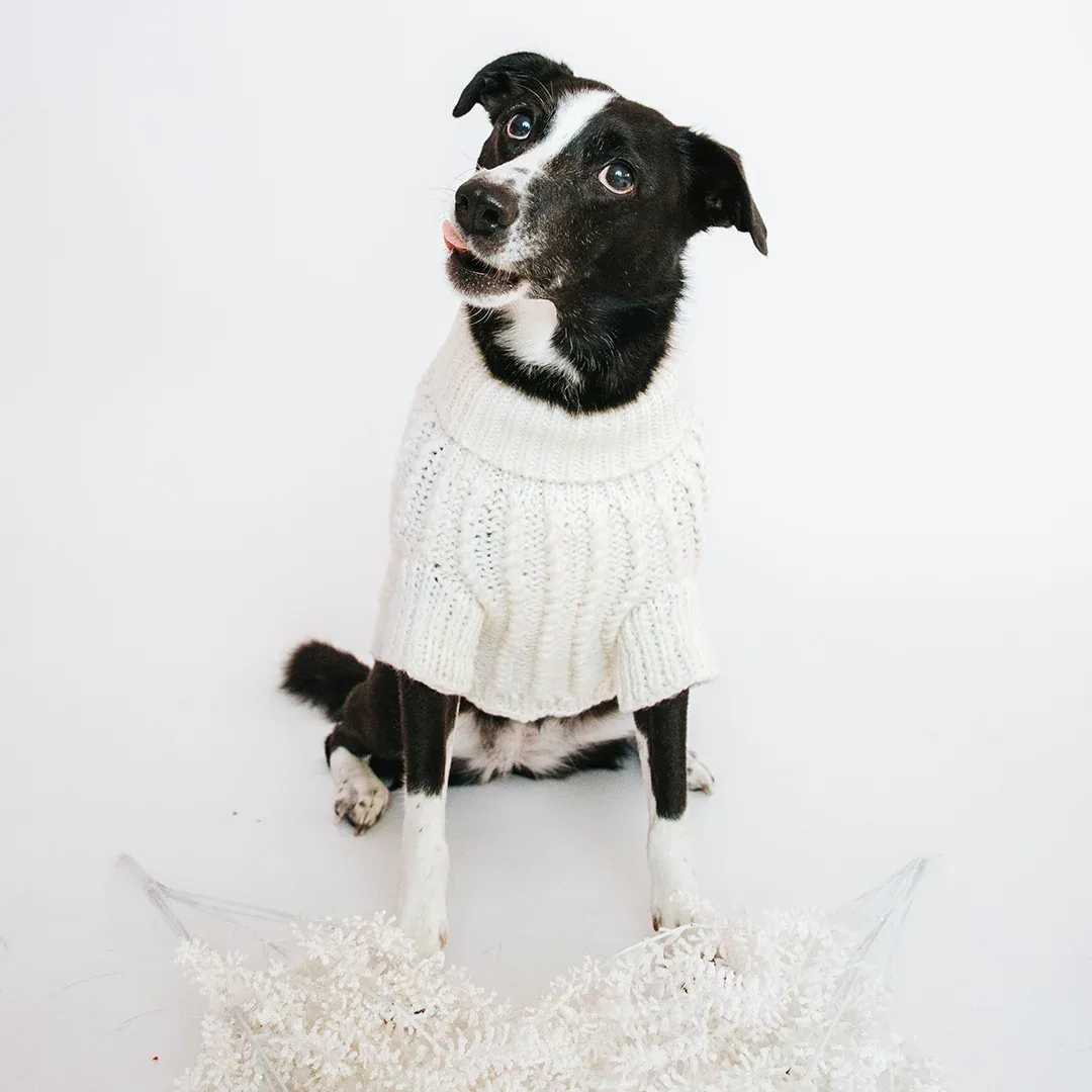 Pet Cable Knit Sweater - White - Image 2