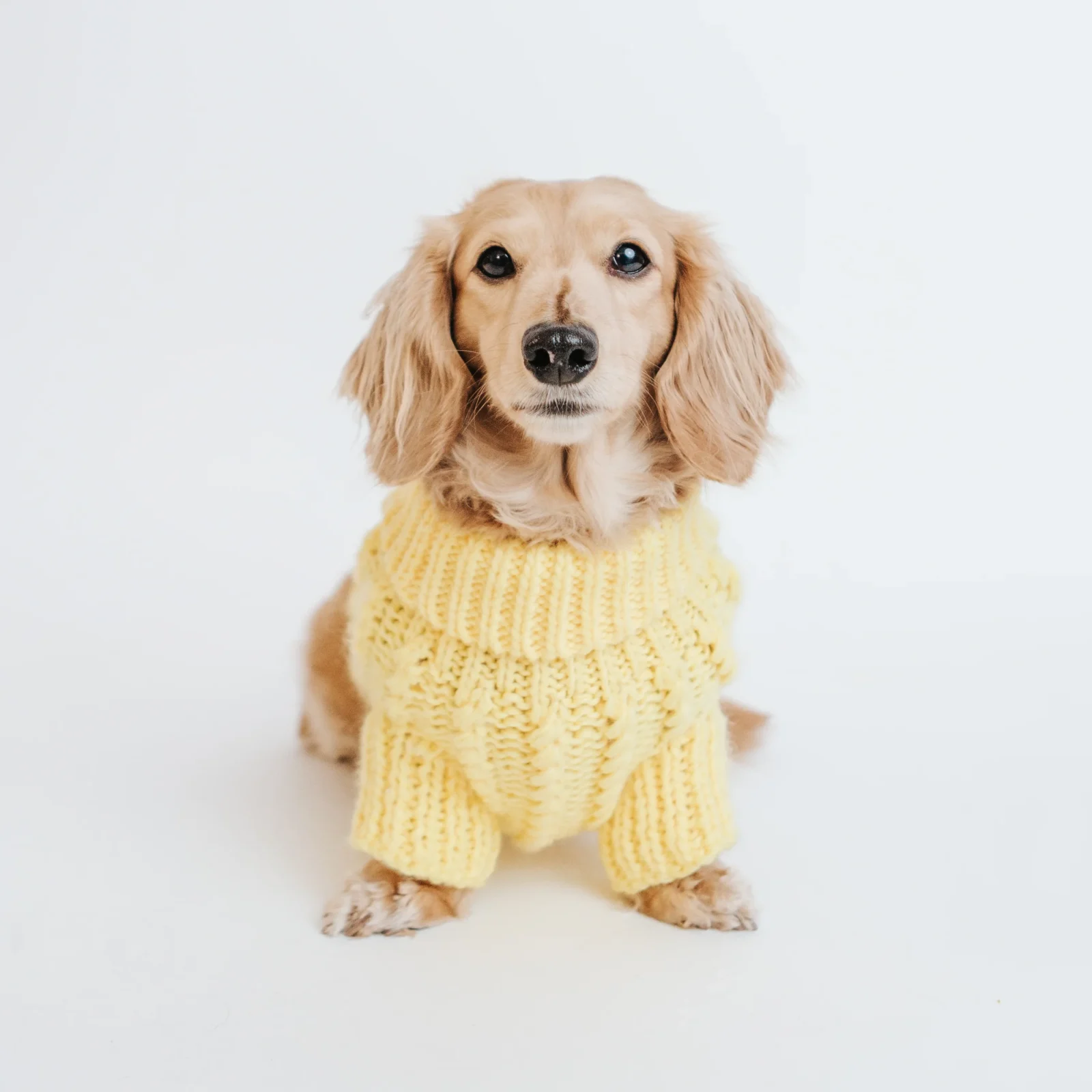 Pet Cable Knit Sweater - Yellow - Image 2