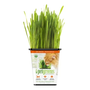 Pet Greens 100% Organic Wheatgrass Live Cat Grass