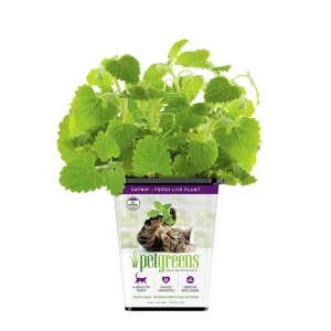 Pet Greens Live Catnip Cat Grass