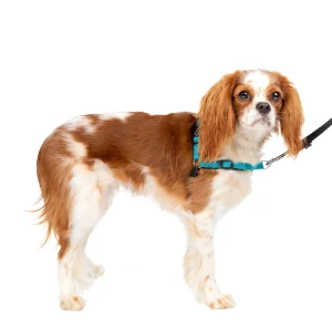 PetSafe® Easy Walk Deluxe Dog Harness, No Pull Harness, Padded, Reflective, Multiple Sizes & Colors