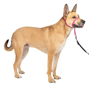 PetSafe® Gentle Leader Dog Head Collar, No Pull Dog Head Collar, Adjustable, Multiple Colors & Sizes