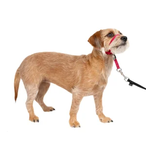 PetSafe® Gentle Leader Nylon Dog Headcollar