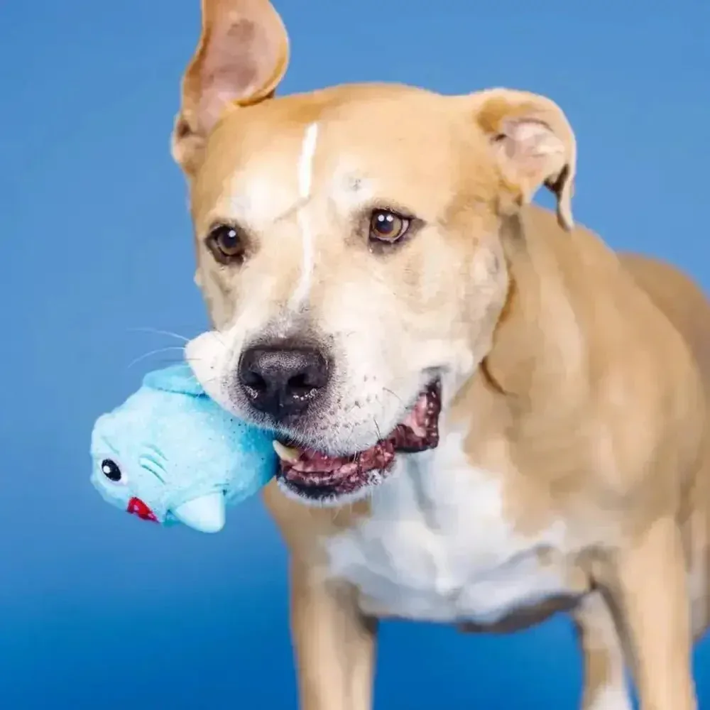 PetShop by Fringe Out of the Blue Rubber/Plush Dog Toy