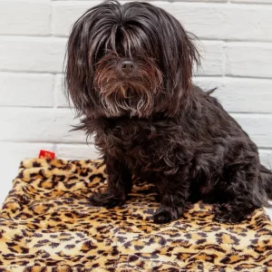 Plush Dog Blanket in Sand Leopard