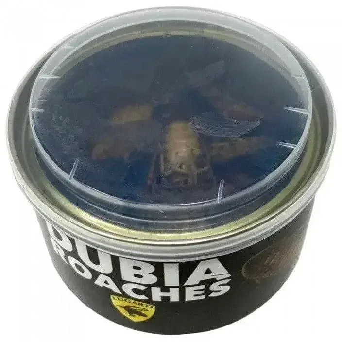 Premium Canned Reptile Food: Nutritious Dubia Roaches for Healthy Pets