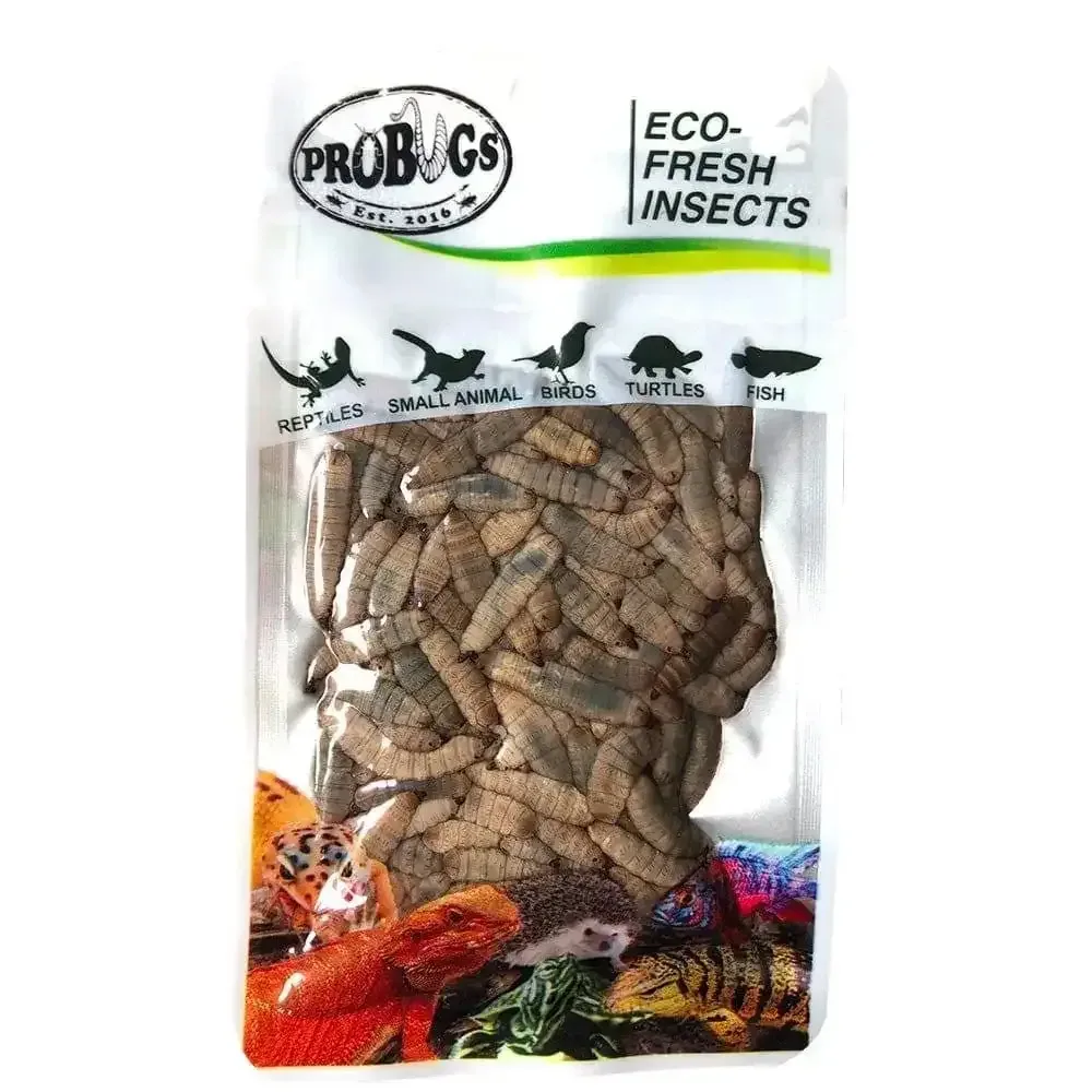 Pro Bugs Eco-Fresh Black Soldier Fly Larvae for Fish, Lizards, Turtles, Wild Birds Food