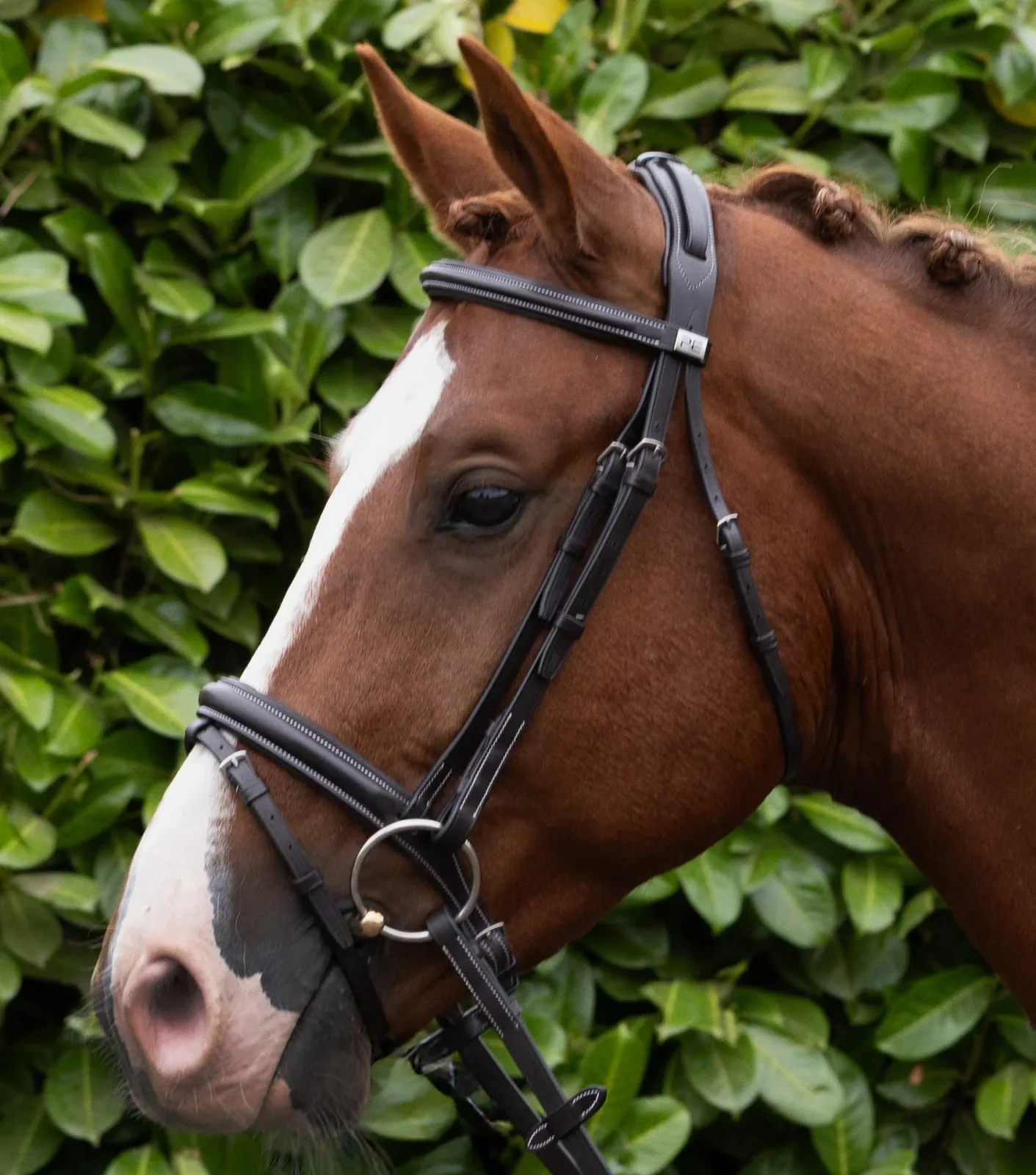 Pro Elevator Snaffle Bridle with Flash Dark Havana