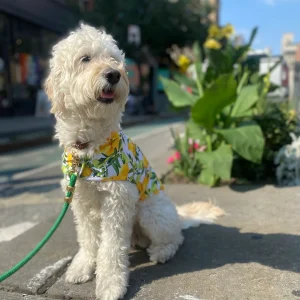 Lemon Dog Cooling Jacket (FINAL SALE)