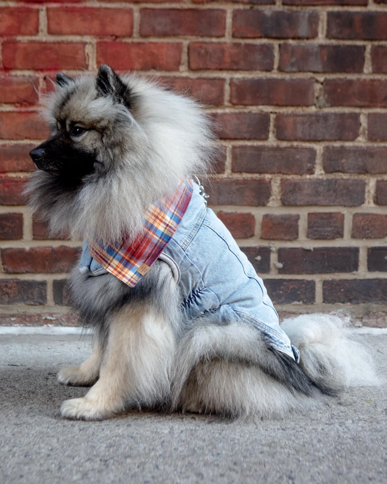 Denim Shearling Dog Jacket in Light Wash