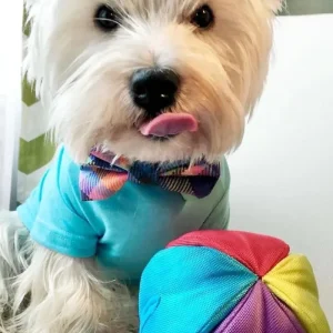 Hide N' Seek Ball Dog Toy