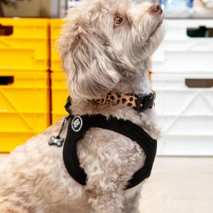 Buddy Belt Sport Harness for Dogs in Black