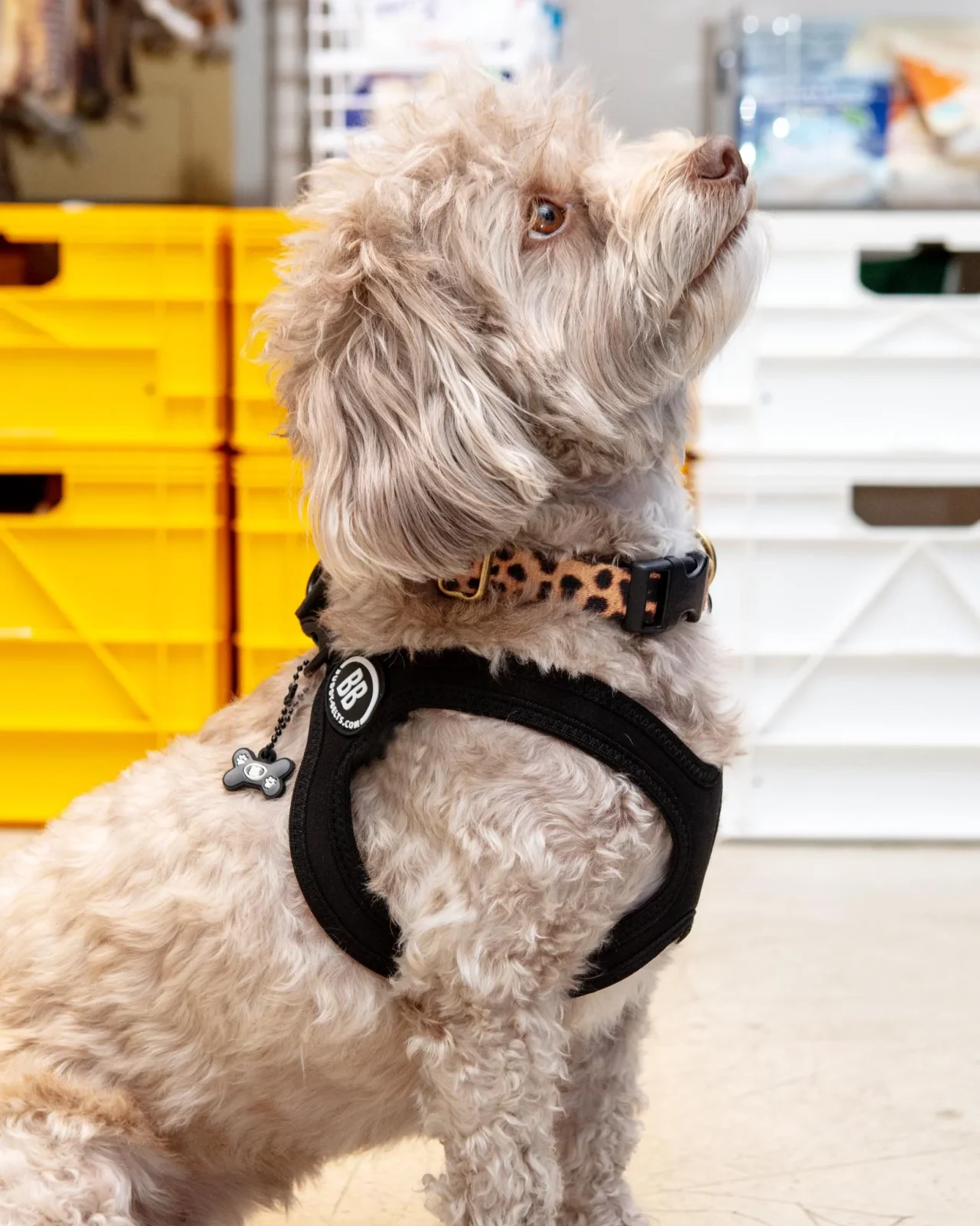 Buddy Belt Sport Harness for Dogs in Black