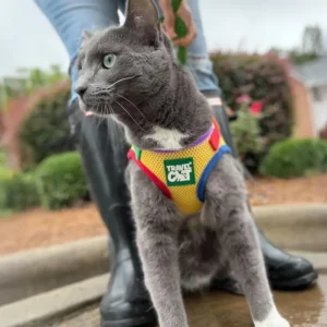 "The True Adventurer" Reflective Cat & Kitten Harness and Leash in Multicolor
