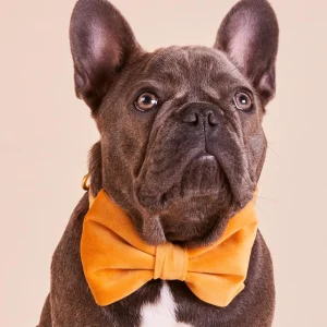 Honey Velvet Dog Bow Tie (Made in the USA) (FINAL SALE)