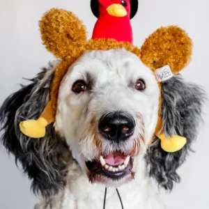 Mr Turkey Thankgiving Headband for Dogs