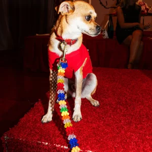 Beaded Dog Leash in Playdate (Made in the USA)