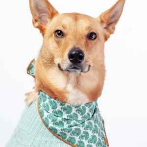 Verde Dog Bandana (FINAL SALE)