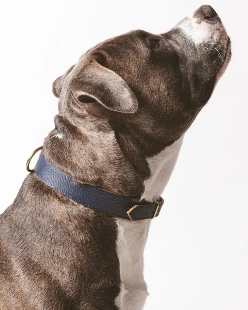 Moni Dog Collar in Navy Leather (Made in Italy) (FINAL SALE)