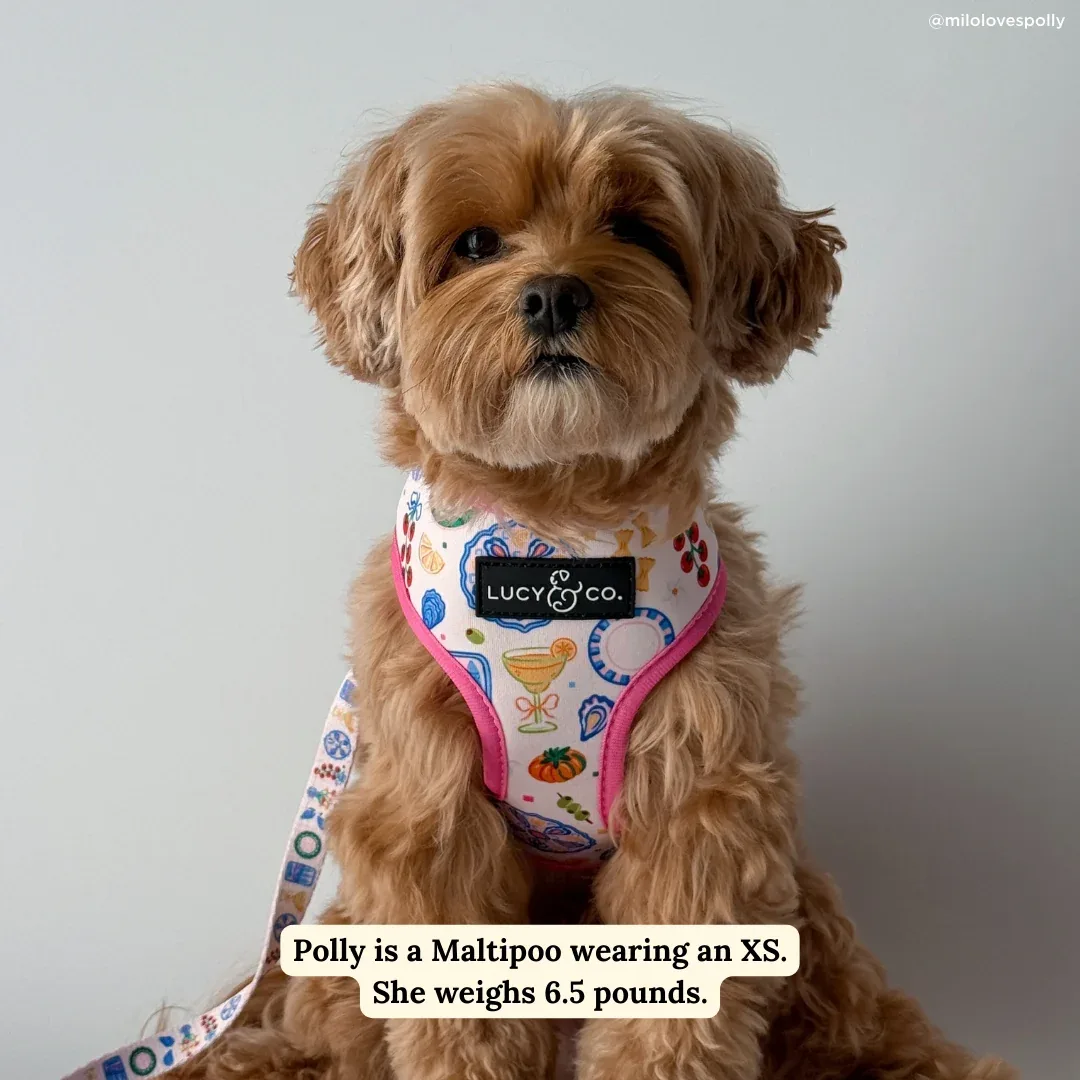 Dolce Vita Reversible Harness - Image 2