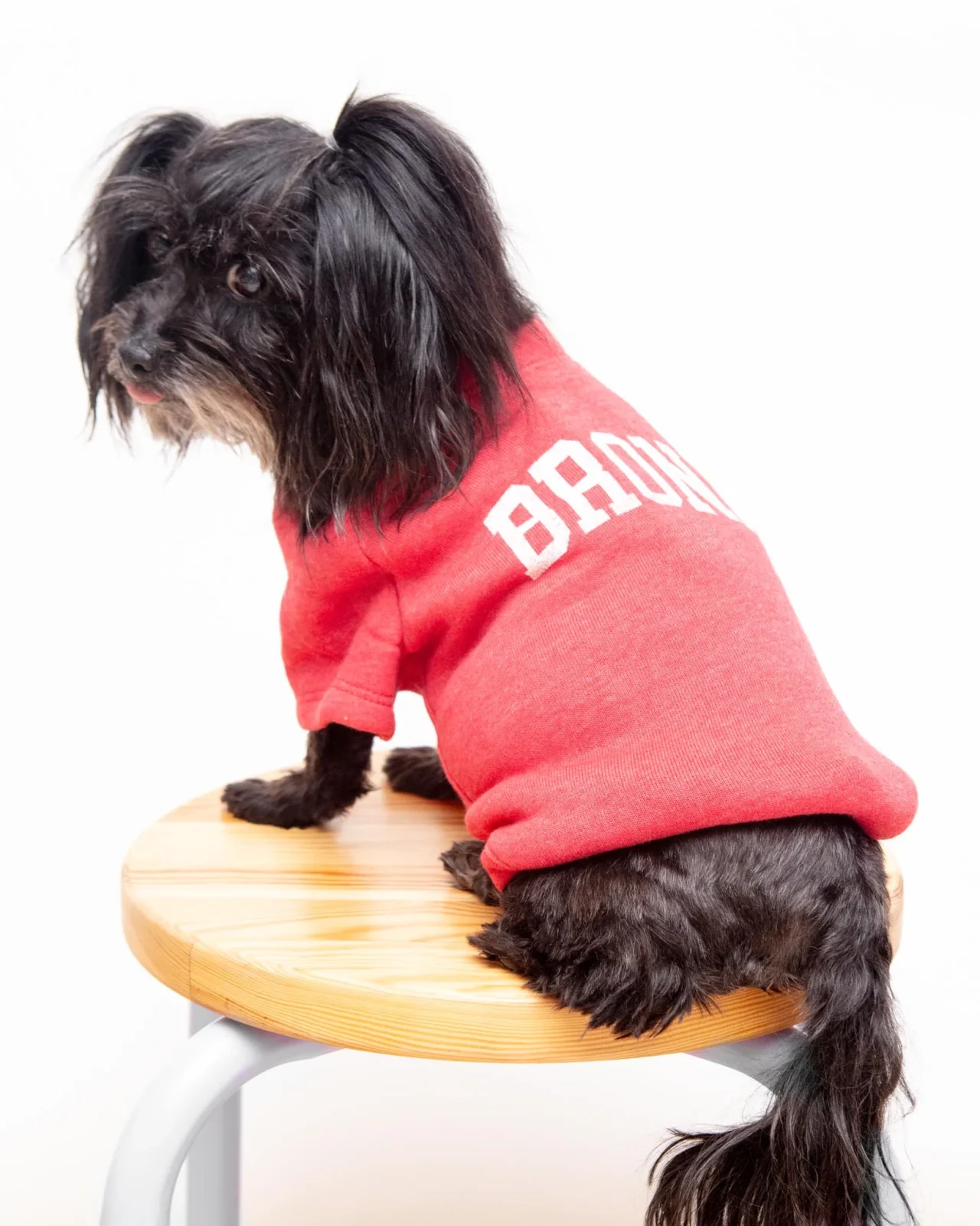 Bronx Dog Sweatshirt in Red