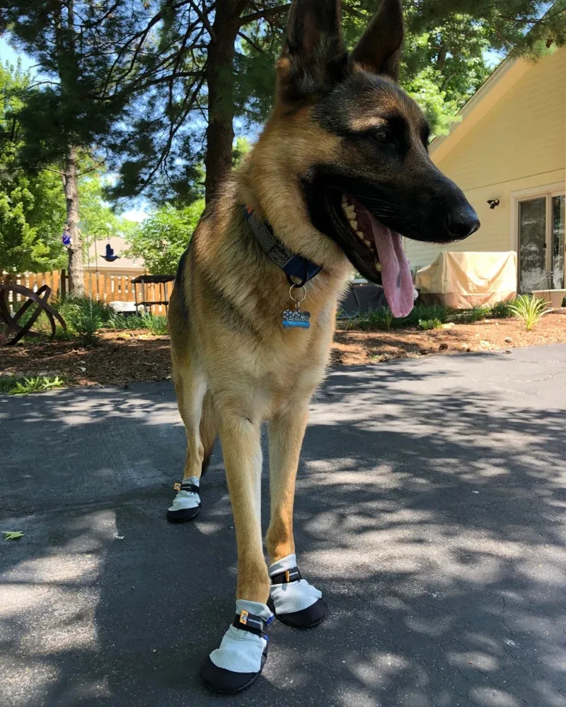 Lavasox Dog Heat Protection in Citrine (Made in the USA) - Image 2