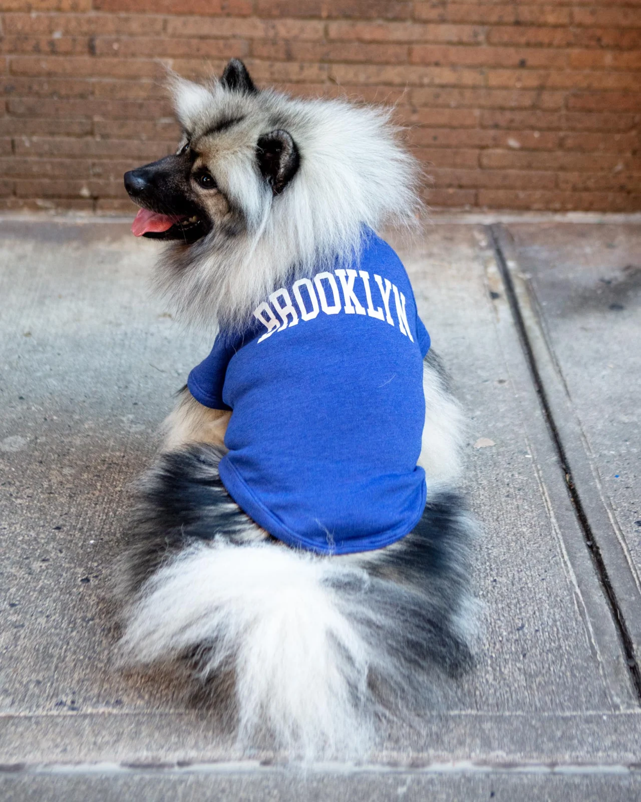 Brooklyn Dog Sweatshirt in Royal Blue Heather