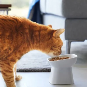 Tilted Pet Food Bowl