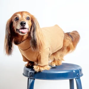 Toffee Organic Pima Cotton Dog Shirt (FINAL SALE)