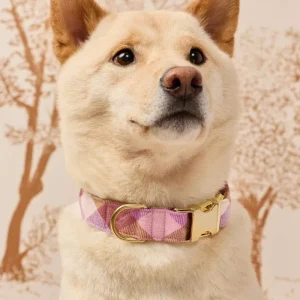 Bramble Flannel Dog Collar (Made in the USA)