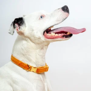 Honey Velvet Dog Collar (Made in the USA) (FINAL SALE)