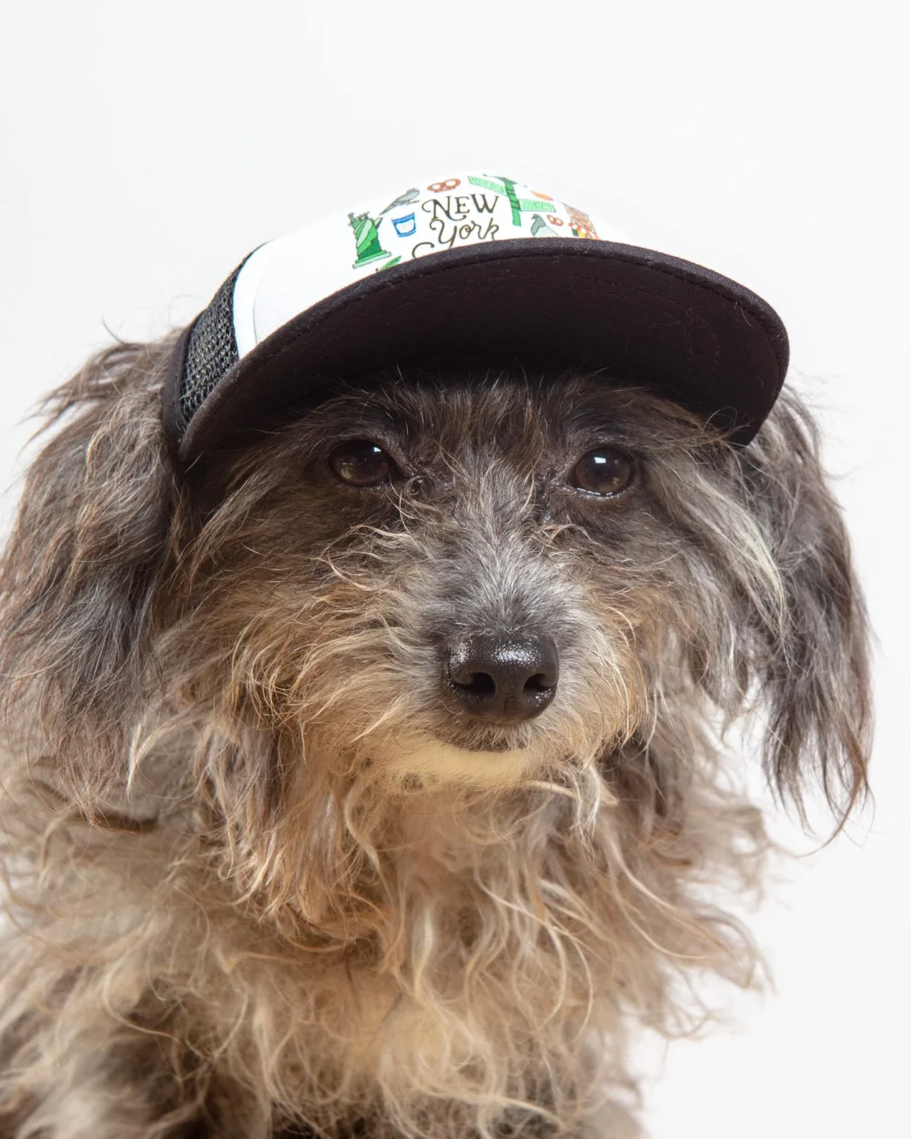 New York City Pet Trucker Hat (DOG & CO. EXCLUSIVE) - Image 2