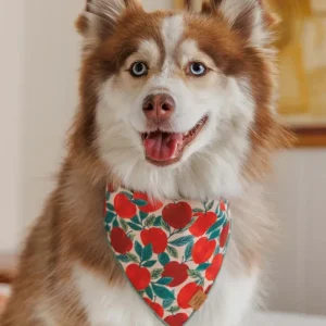 Apple of My Eye Dog Bandana (Made in the USA) (FINAL SALE)