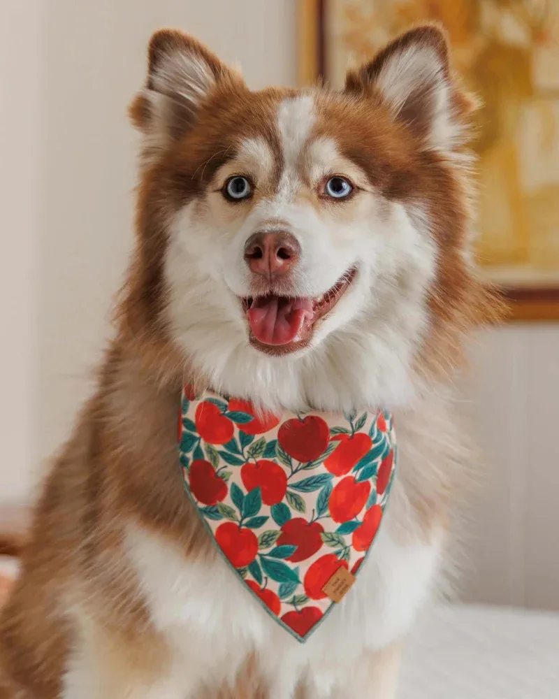 Apple of My Eye Dog Bandana (Made in the USA) (FINAL SALE)