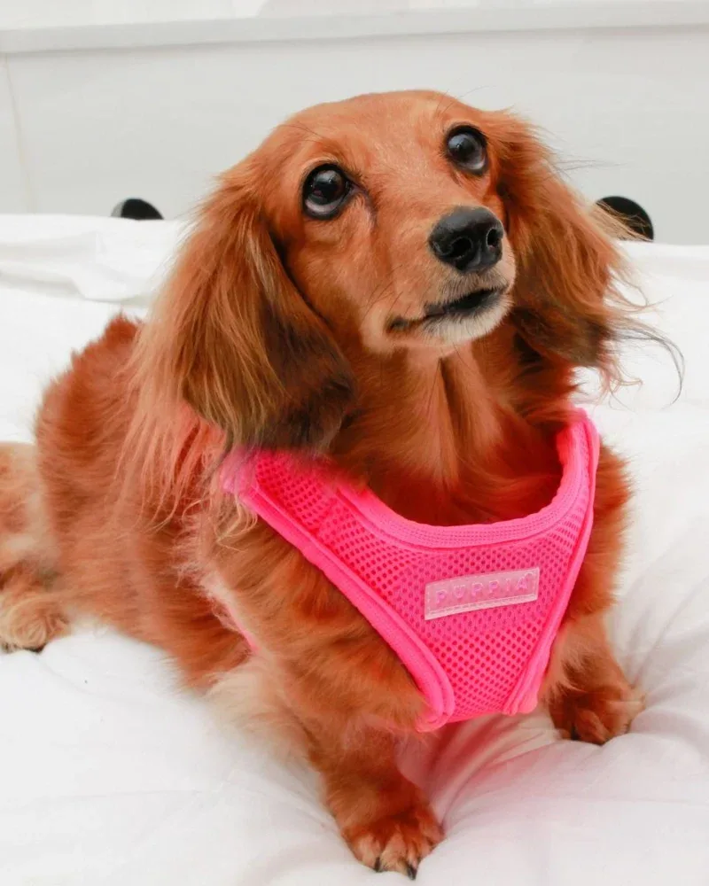 Soft Vest Dog Harness in Neon Pink (FINAL SALE) - Image 2