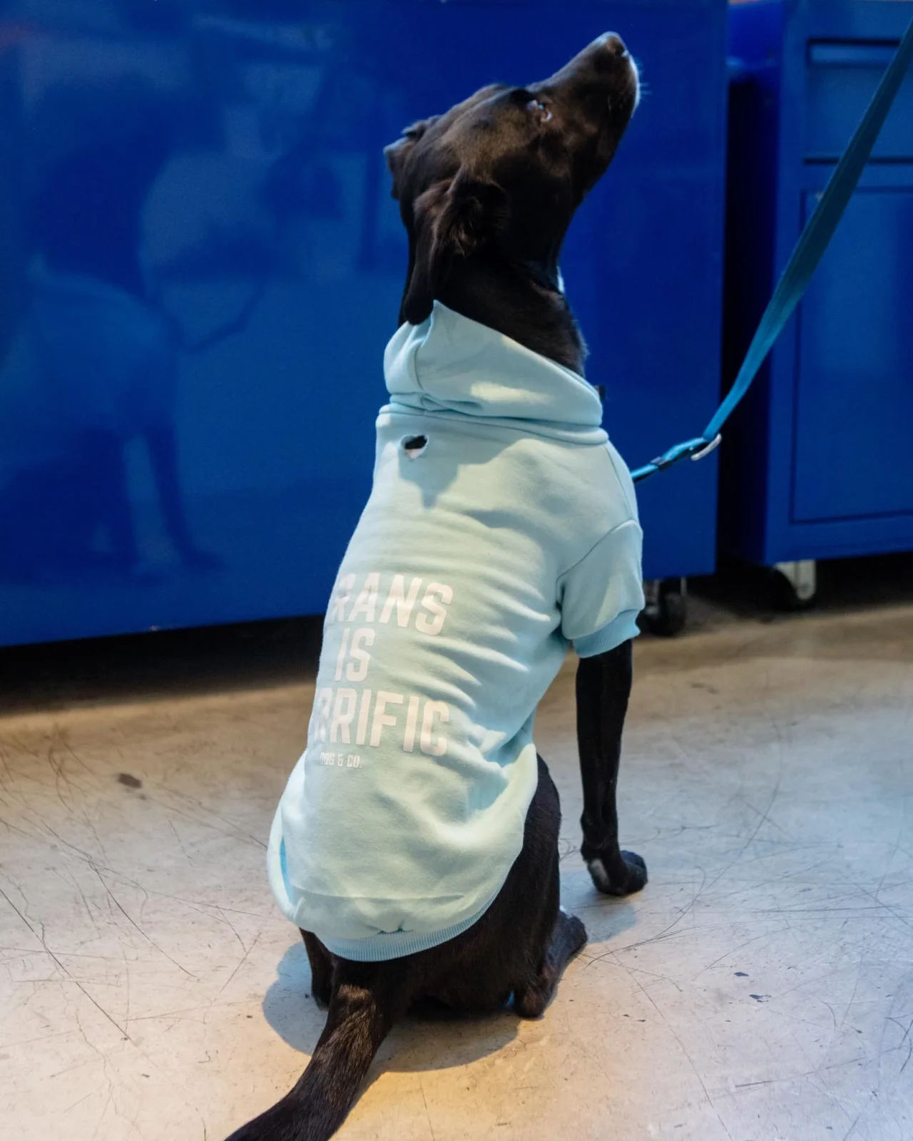 *Trans is Terrific* Graphic Dog Hoodie (Proceeds Benefit the ACLU) - Image 2