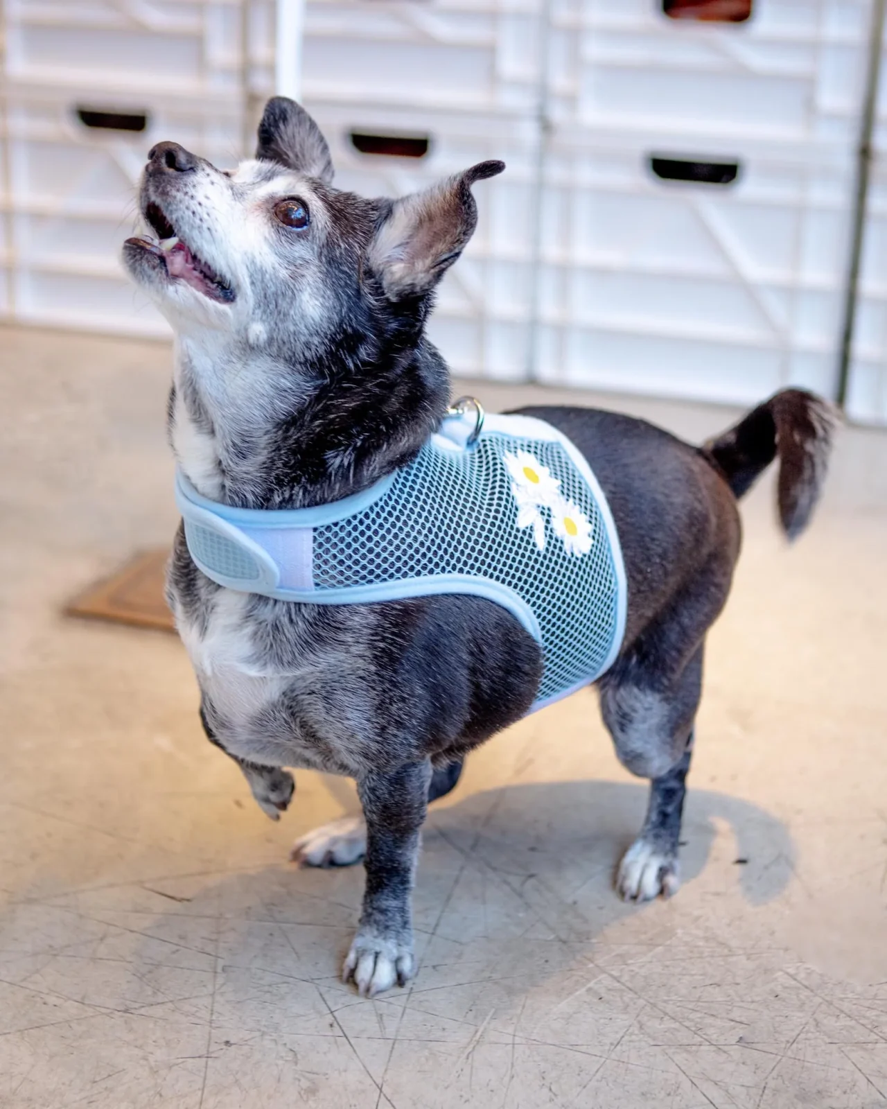 Cool Mesh Dog Harness in Daisy - Image 2