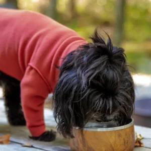 Stainless Steel Dog Bowl in Teakwood