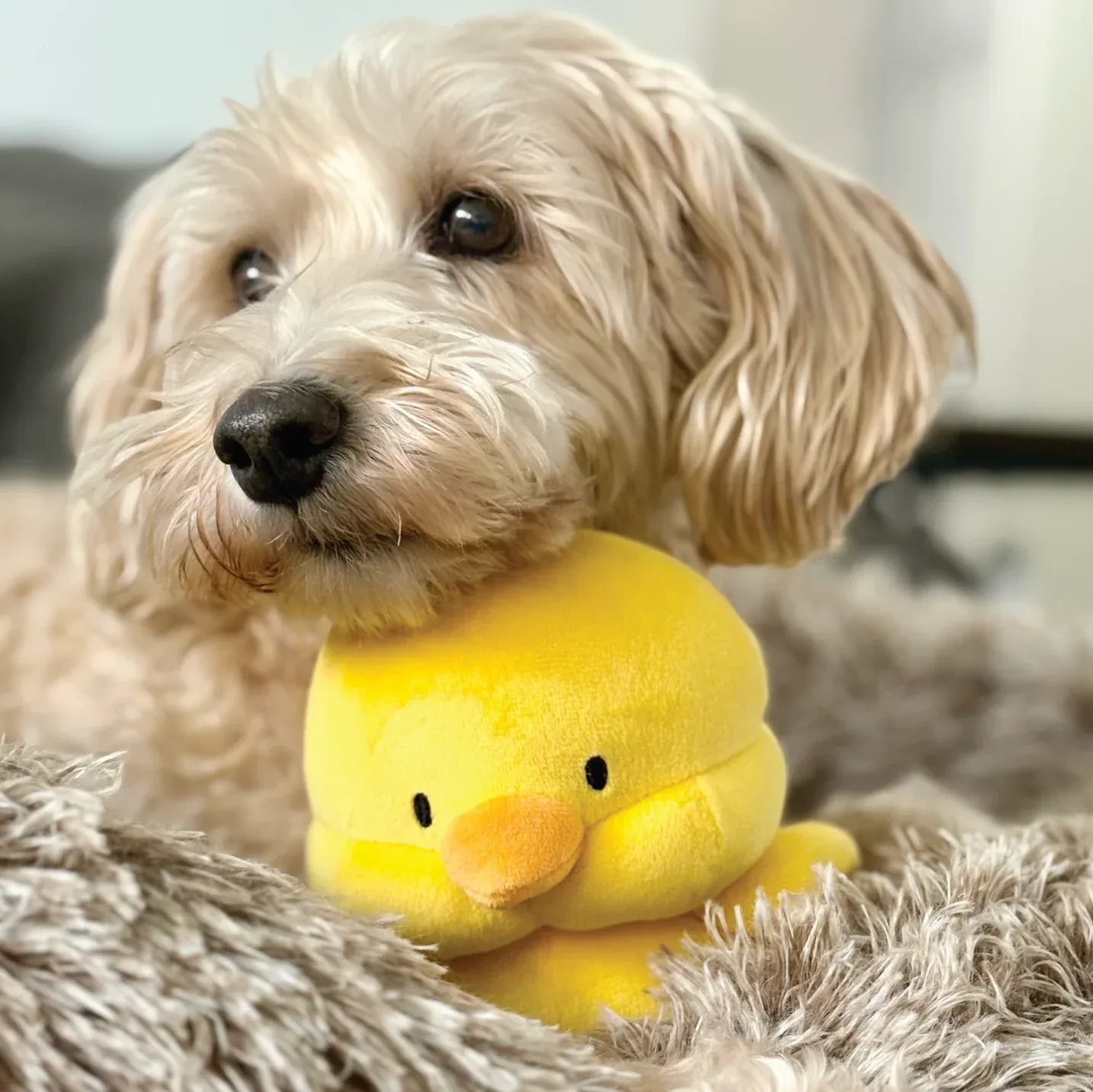 Chick Marshmallow Squisher Squeaky Plush Dog Toy (FINAL SALE) - Image 2