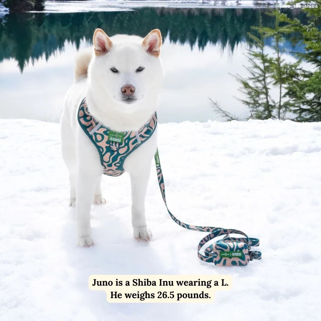 Lucy & Co. x Parks Project Geyser Leash - Image 2