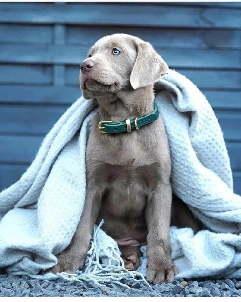 Butter Leather Dog Collar in Forest Green (Made in Austria) - Image 2