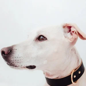 Moni Dog Collar in Black Leather (Made in Italy) (Wide)