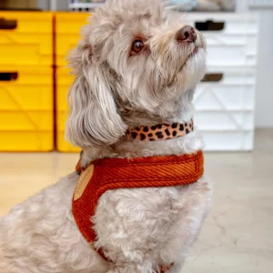 "Roy" Corduroy Buckle Up Easy Dog Harness in Caramel