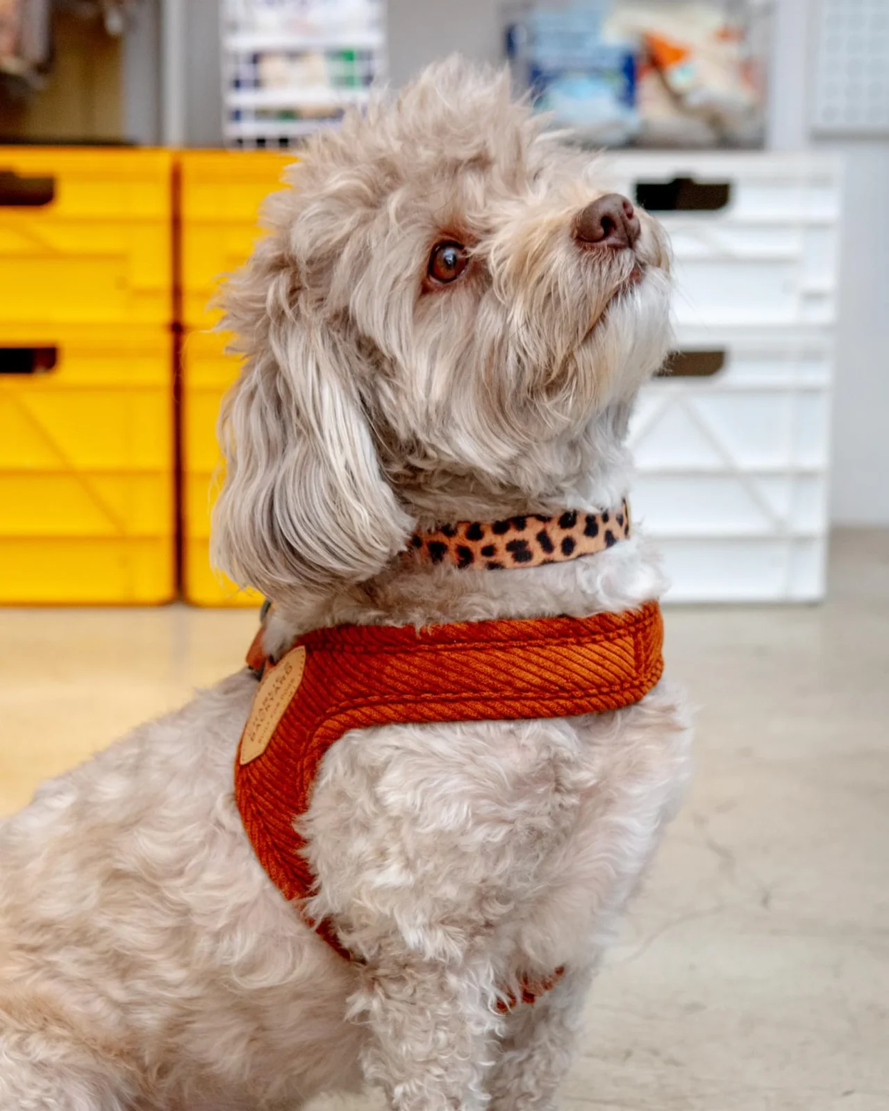 "Roy" Corduroy Buckle Up Easy Dog Harness in Caramel