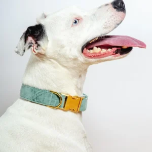 Sage Velvet Dog Collar (Made in the USA) (FINAL SALE)