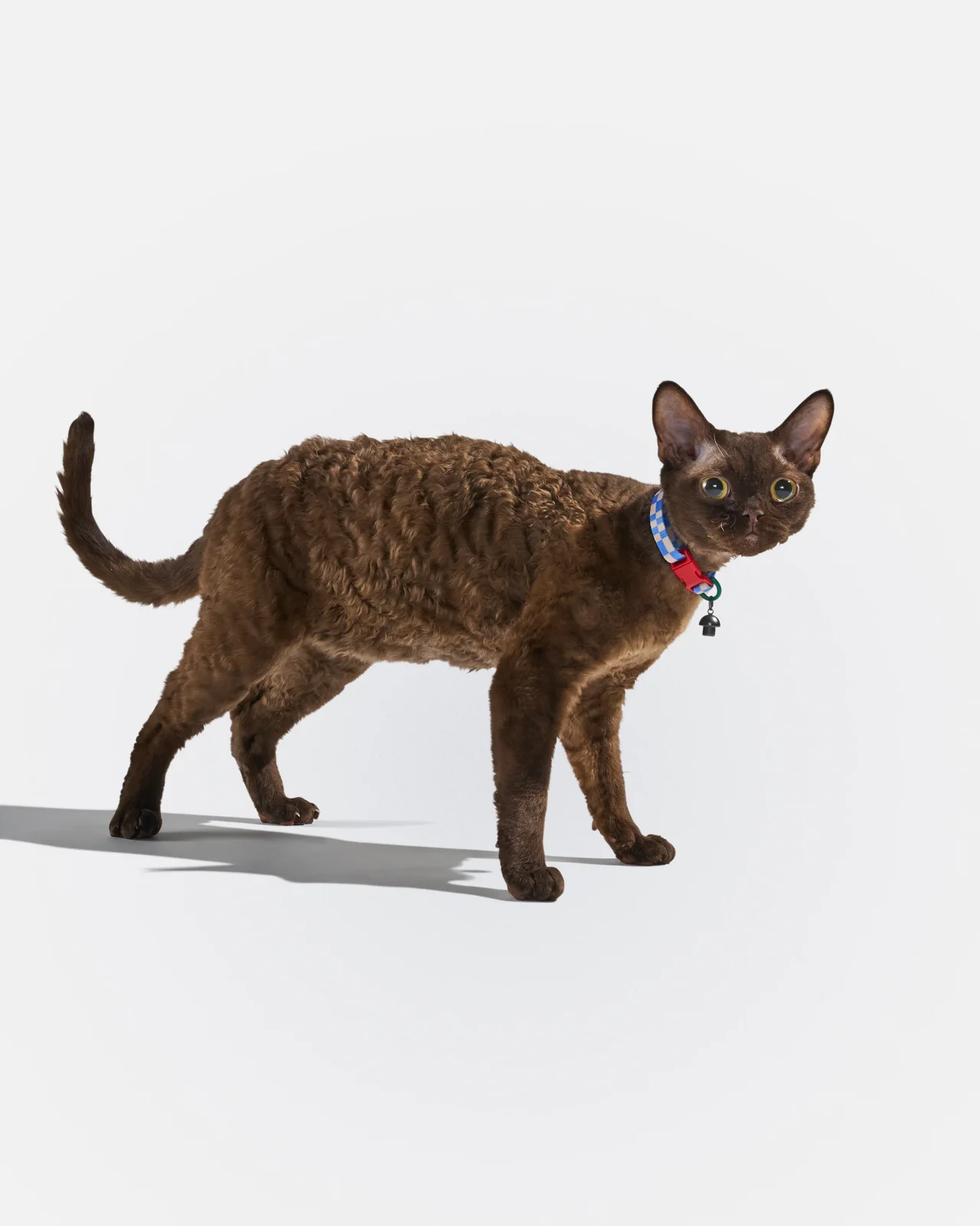 Breakaway Cat Collar - Image 2