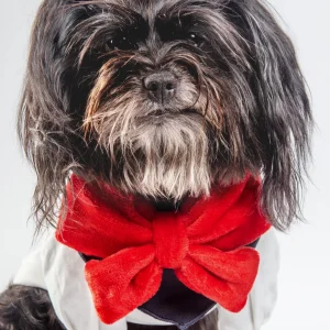Red Velour Bow Dog Bandana