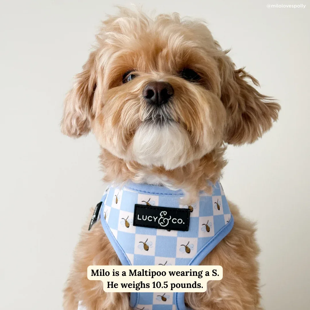 Bumbling Around Reversible Harness - Image 2